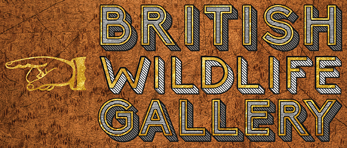 British Wildlife Gallery, Bristol Museum